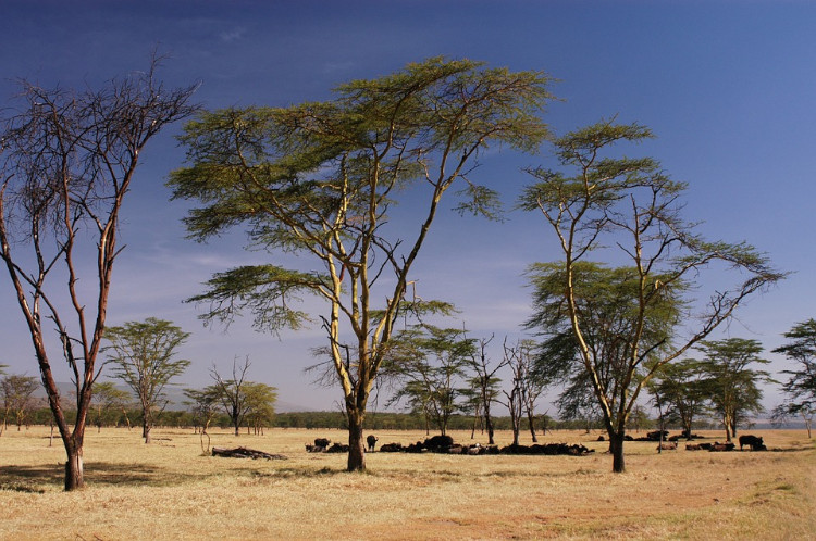 nakuru